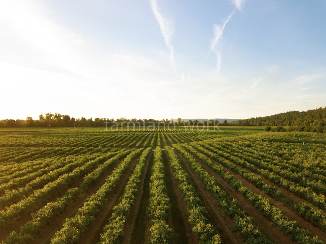 Close up of crops