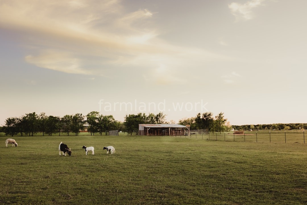 Farm landscape