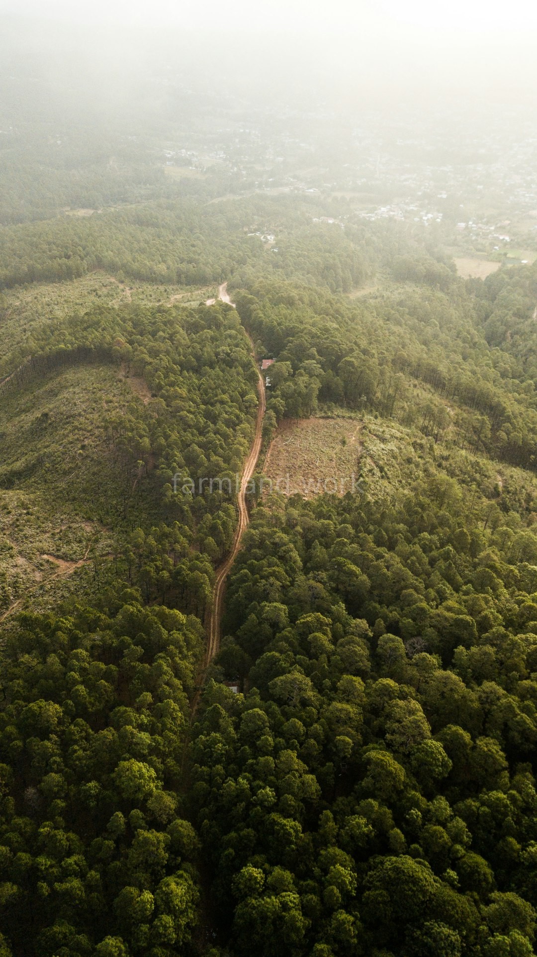 Forest Health